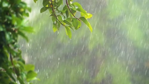 Rain And Trees