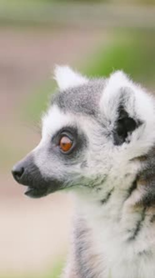Vidéo verticale en gros plan d'un lémurien mangeant et à l'affût d'un danger potentiel avec les yeux écarquillés.