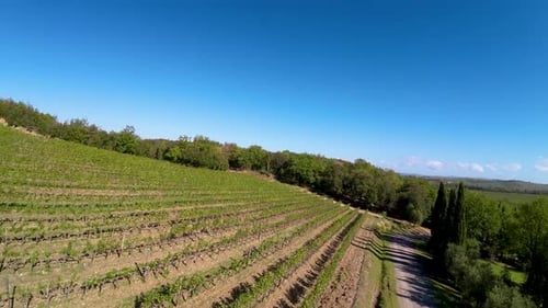 Vineyards aerial view