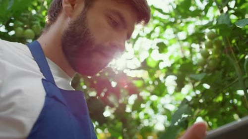 Farmer Uses Tablet in Greenhouse Inspecting Tomato Crop