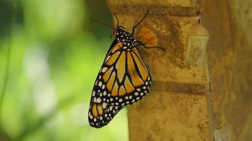 Monarchfalter und sein Kokon