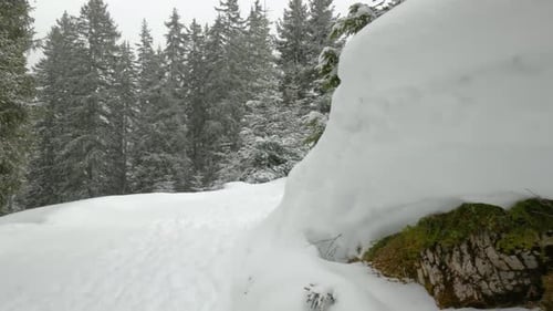 Panoramic shot of a winter spruce forest with snowdrifts and falling snowflakes.