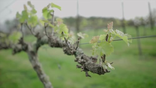 plan rapproché d'une branche de raisin