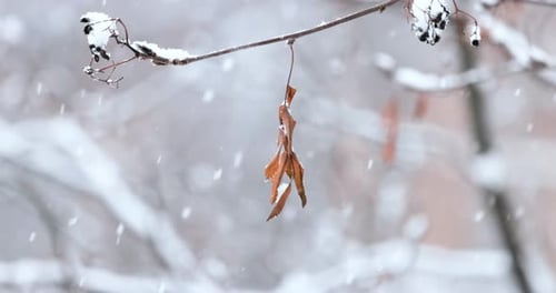 Tree branches on the background of snowfall. Flakes of snow falling down winter landscape.