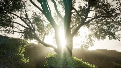 Morning sun in forest