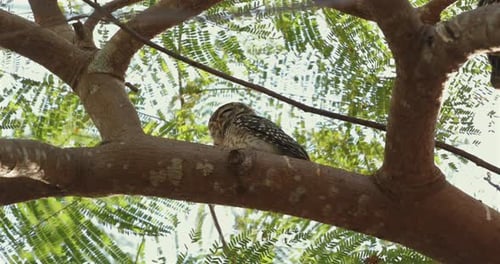 Owl Perched on Tree Branch Amidst Green Foliage in Natural Habitat