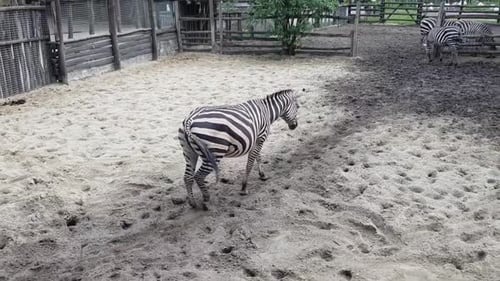 Zebras Walking Peacefully in Zoo Enclosure