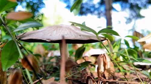 Close-up view of an Agaricus mushroom in the forest