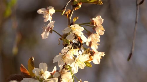 Eine Hummel, die auf einer blühenden Blume nach Nektar sucht. Es ist Frühling und alles wird lebendig.