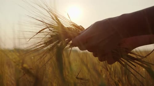 Golden ears of wheat in female hands of farmer in field against sunset sky