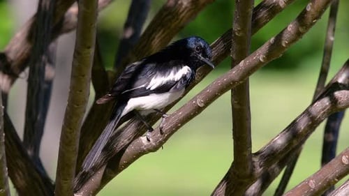 The Oriental magpie-robin is a very common passerine bird in Thailand in which it can be seen anywhe