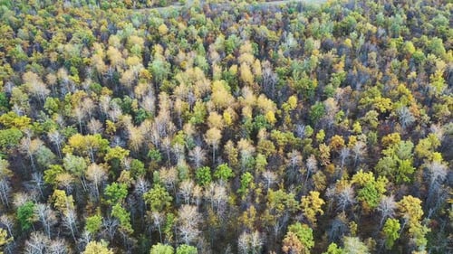 Aerial Top View of Yellow Green and Orange Autumn Trees in Forest in National Parkland