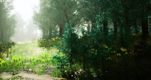 Sunlight Filters Through Trees Along a Serene Green Forest Path
