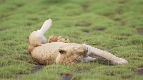 Lion Cubs Nursing from Their Mother Lioness in the Serengeti
