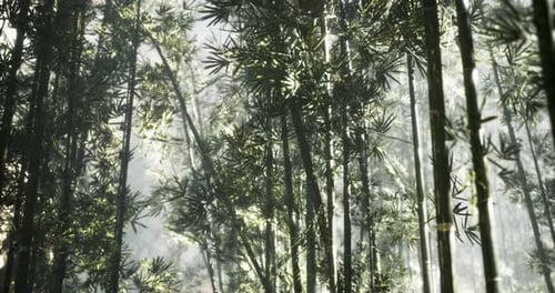 Lush Green Bamboo Forest Illuminated By Soft Sunlight Filtering Through Trees