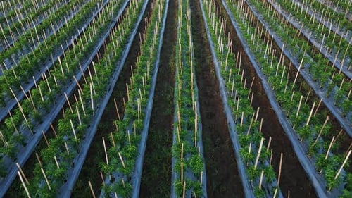 Aerial view of green farm