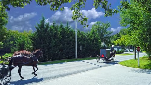 Two Amish Horse and Buggies Trotting Along a Country Road on a Sunny Spring Day