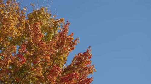 Arbre d'automne coloré avec des feuilles rouges, oranges et jaunes sur fond de ciel bleu clair, capturant