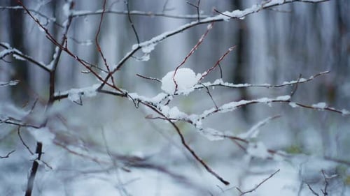 Nahaufnahme eines mit weißem Schnee und Eis bedeckten Astes