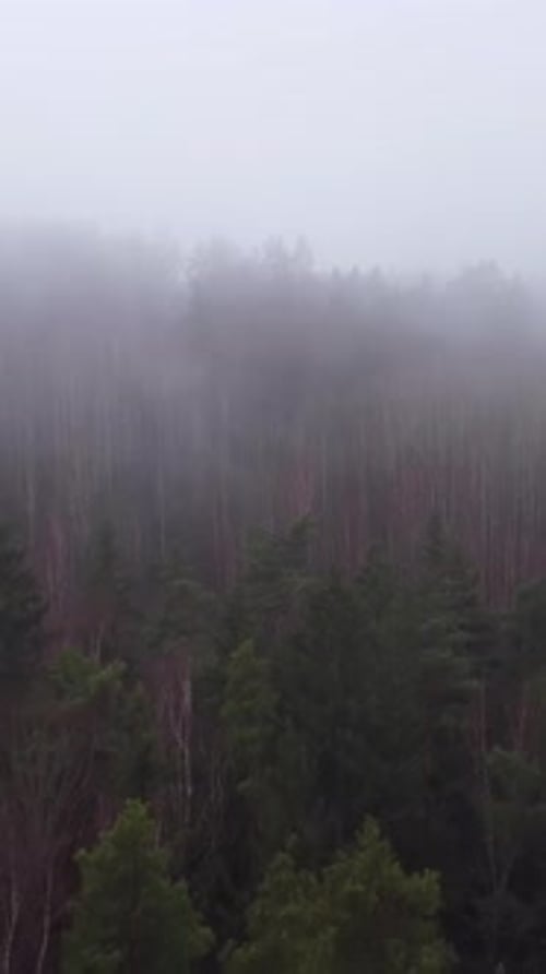 Misty fog in a forest, possible environmental damage, with polluted waters visible