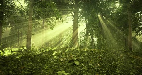 Sunlight Streaming Through Trees in a Tranquil Forest Setting