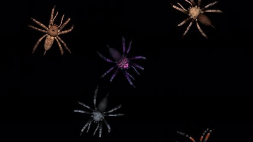 Swarm of 7 Tarantula Spiders - Colorful Variety - Passing Over Screen - Top View - Alpha Channel