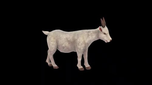 Realistic 3D White Goat Standing Animation
