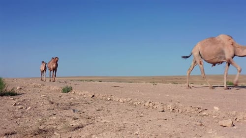 Domestic Camels Walking Across Dry Desert Terrain Livestock Animals Moving Along Arid Landscape with