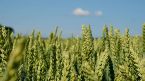 Wheat Grows on the Field Selective Focus