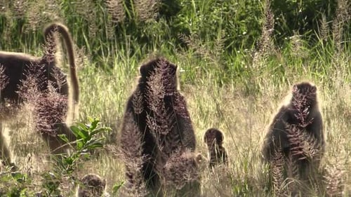 baboons with their offspring in high grass in afternoon light, one of the adult baboons walks away