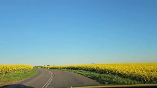 POV drive in rural denmark among rapeseed fields