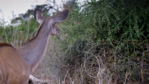 Kudu Female walking