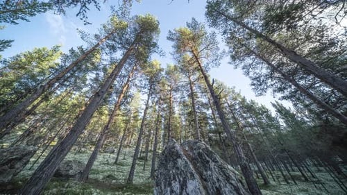 The sun shines through the canopy of tall pine trees in the autumn forest. The soft carpet of moss a