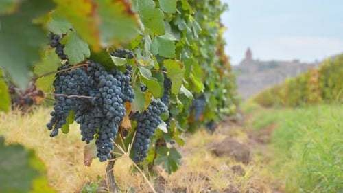Raisins dans un vignoble par Khor Virap en Arménie