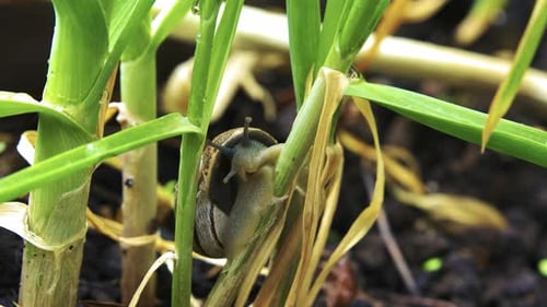 Close-Up of Snail on Onion Stalk Facing Camera with Eyes Extended and Full Body Visible Inside Shell