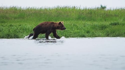 Slow Motion Handheld Footage of a Brown Bear Running Down the River