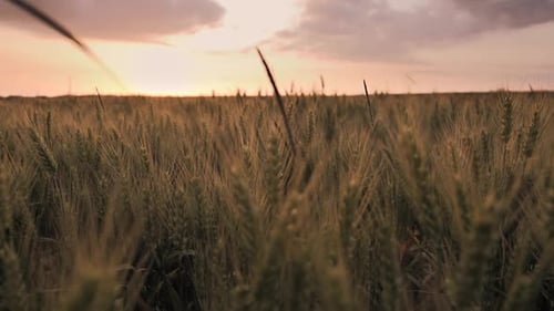 Cornfield Growing on Agriculture Farmland in Harvest Season Corn Food
