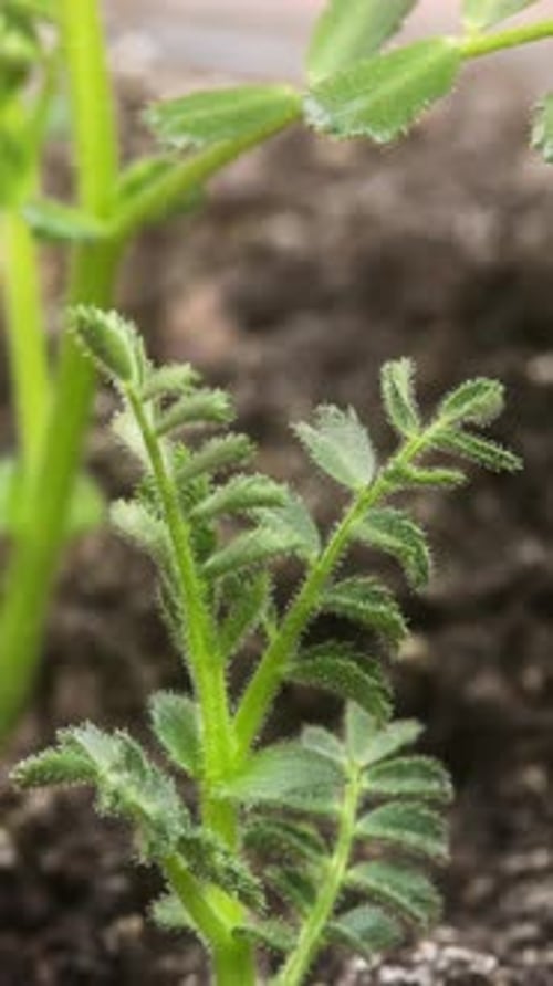 4K - Growing Plant Chickpeas