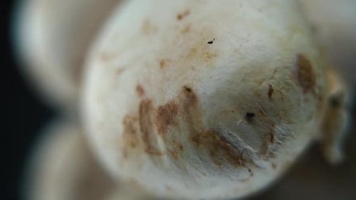 Vidéo d'un tas de champignons, champignons CRUS, CHAPEAUX BLANCS, sur un support rotatif, mouvement fluide, lent