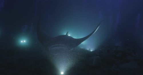 Raie manta géante la nuit