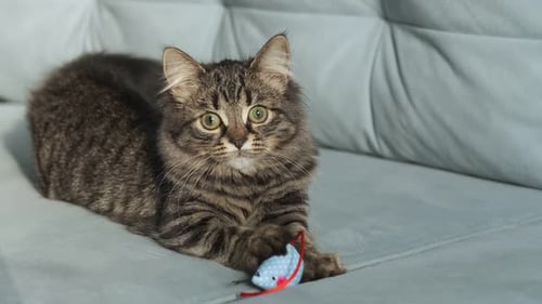 Gatinho malhado pega em suas patas um brinquedo e tenta arranhá-lo à luz do dia