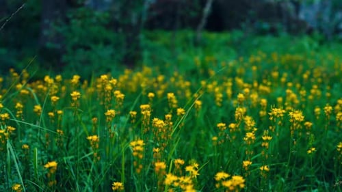 Field Of Yellow Wild Flowers In The Mountains. - closeup shot