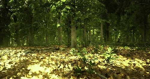 Forest Landscape with Sunlight Filtering Through Trees During Autumn