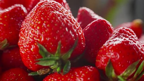 Strawberries Summer Harvest