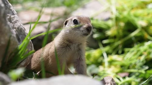 Furry Gopher Sitting Among Grass and Rocks