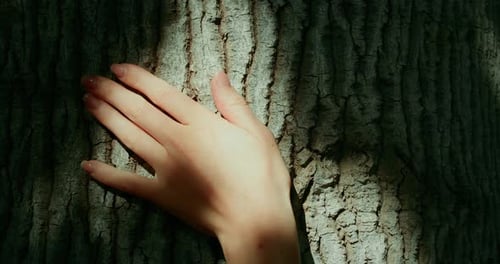 Hand Touching Tree Bark in Forest Sunlight