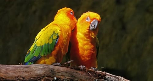 Periquito solar, Aratinga solstitialis, pareja haciendo una sesión de acicalamiento de plumas, aseo de pareja
