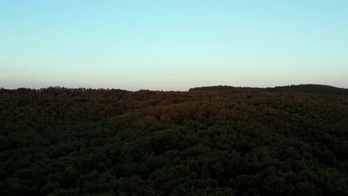 Grüner Wald aus der Luft