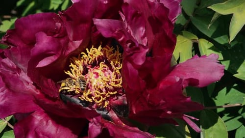 Honeybee Sitting Gathering Pollen From Pink Peony Flower at Spring Macro View
