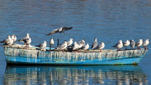 Blackhead Seagulls